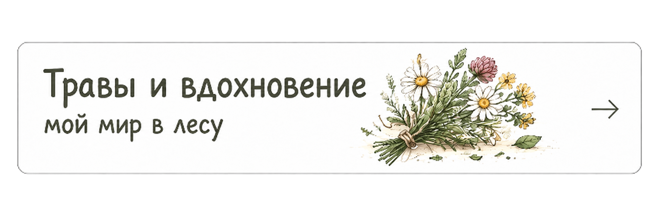 Травы и вдохновение — мой мир в лесу
